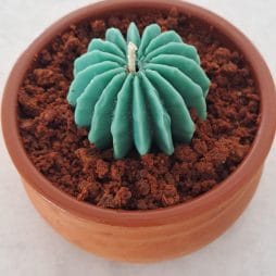 Cactus candle